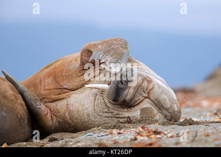 Maschio (trichechi Odobenus rosmarus) appoggiato sulla spiaggia e graffiare la testa con fore flipper, Svalbard / Spitsbergen, Norvegia Foto Stock