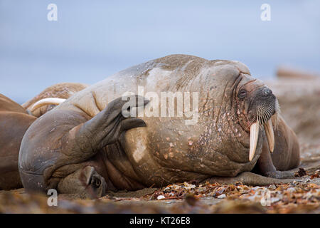 Assonnato maschio (trichechi Odobenus rosmarus) appoggiato sulla spiaggia e graffiare la pelle con hind flipper, Svalbard / Spitsbergen, Norvegia Foto Stock