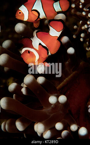 Coppia di falsi CLOWN ANEMONFISH giocando in un anemone Foto Stock
