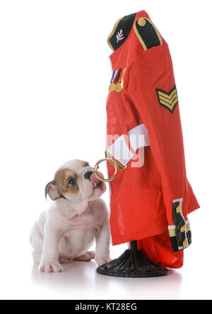 Bulldog inglese cucciolo seduto accanto a rosso camicia di polizia su sfondo bianco Foto Stock