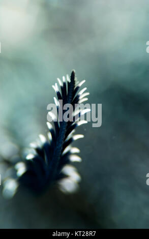 FEATHER STAR CLOSE UP Foto Stock