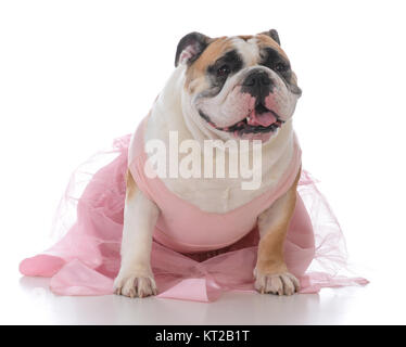 Femmina Bulldog inglese indossando tutu rosa su sfondo bianco Foto Stock