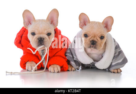 Due bulldog francese cuccioli che indossa giacche invernali Foto Stock