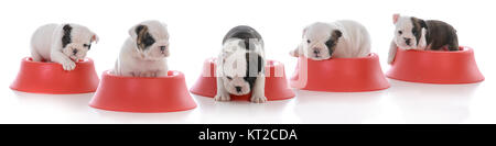 Cucciolata di cinque Bulldog inglese cuccioli in rosso per alimenti ciotole Foto Stock