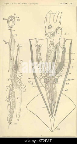 I cefalopodi sono una classe di molluschi che includono specie come calamari, polpi e seppie, note per la loro intelligenza e le caratteristiche biologiche uniche. Foto Stock