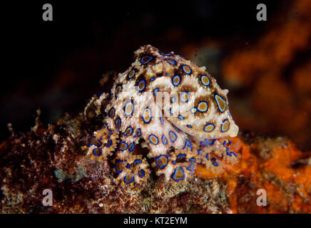 Blu-inanellati polpo (HAPALOCHLAENA MACULOSA) Foto Stock