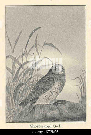 35985 Short-Eared Owl Foto Stock