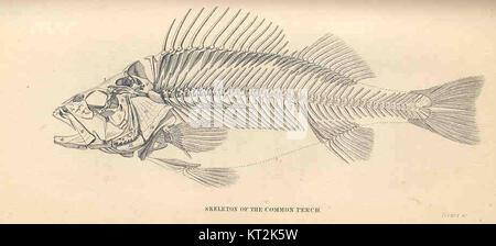 Lo scheletro del Perco comune (*Perca fluviatilis*) fornisce preziose informazioni sull'anatomia di questa specie di pesci d'acqua dolce, comune nei laghi e nei fiumi europei. Foto Stock