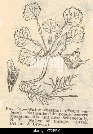 Il castagno d'acqua (Trapa natans) è una pianta acquatica nota per le sue caratteristiche foglie galleggianti e i semi commestibili. Si trova comunemente nei corpi d'acqua dolce e viene utilizzato in vari piatti culinari. Foto Stock