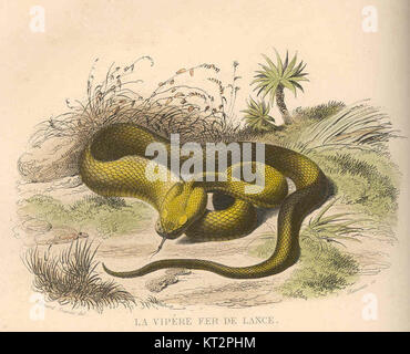 Una fotografia ravvicinata della specie velenosa di serpenti, il Fer-de-Lance (Bothrops asper), noto anche come la vipera. Conosciuto per la sua natura aggressiva e il potente veleno, si trova in America centrale e in alcune parti del Sud America. Foto Stock