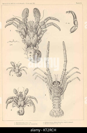 Questa immagine scientifica presenta varie specie di crostacei: Paguristes grayi, Paguristes puncticeps, Calcinus sulcatus e Munida evermanni. Queste specie fanno parte della ricerca sulla biologia marina, concentrandosi sulla biodiversità. Foto Stock