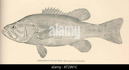 Il branzino nero a bocca larga (Micropterus salmoides), catalogato come 39190, è una specie originaria del Nord America. Conosciuto per il suo aspetto distinto e le sue grandi dimensioni, è un pesce popolare tra i pescatori e gli studi ambientali. Foto Stock