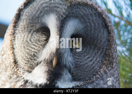 La faccia di close-up di grande gufo grigio con una strizzatina d'occhio  Foto stock - Alamy