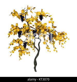 3D Rendering Grapevine su bianco Foto Stock