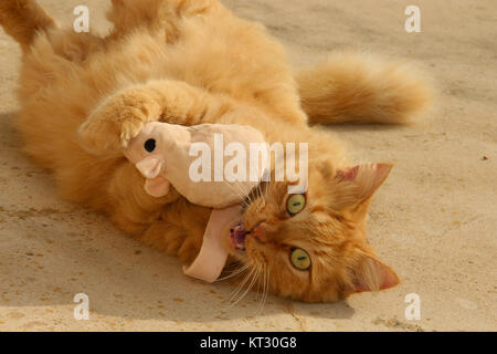 Crazy cat con cat-nip Foto Stock