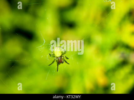 araniella cf. curbitina: ragno di zucca Foto Stock