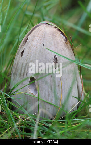 Fungo in erba Foto Stock