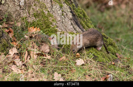 Wild marrone di scavenger di ratti per cibo, REGNO UNITO Foto Stock