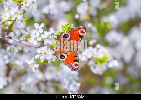 Europeo colorata farfalla pavone Inachis io,su un ramo di fioritura del Prunus spinosa prugnolo,sloe o Foto Stock