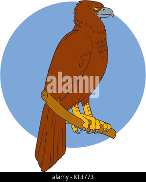 Australian Cuneo-tailed Eagle disegno di Persico Foto Stock