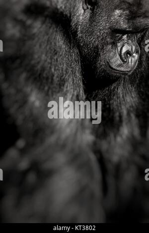 Volto ritratto di un maschio di gorilla Foto Stock
