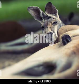 Big Red kangaroo appoggiata nel sole nell'Outback australiano Foto Stock