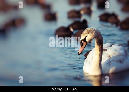 I cigni sul lago con acqua blu sullo sfondo Foto Stock