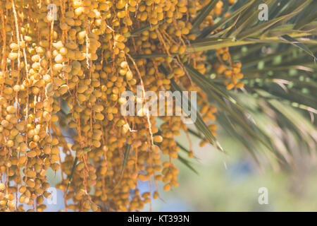 Frutti di palma sulla struttura ad albero Foto Stock