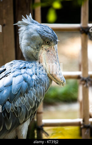 Shoebill, Abu Markub (Balaeniceps rex) Foto Stock