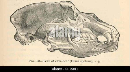 Il cranio di un orso grotta (Ursus spelaeus) è un esemplare fossilizzato dell'era Pleistocene, trovato in Europa. Fornisce informazioni sulla fauna selvatica preistorica che un tempo abitava la regione. Foto Stock