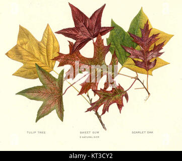 L'albero dei tulipani (Liriodendron tulipifera), catalogato con il numero 41312, è una specie di albero originaria del Nord America orientale. Conosciuta per le sue grandi foglie e i suoi distinti fiori a forma di tulipano, è una specie importante nell'ecosistema nordamericano. Foto Stock