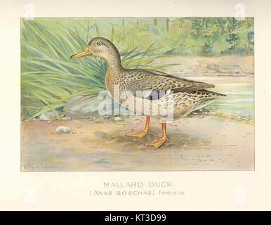 Il Mallard Duck (Anas boschas) è una specie di uccelli acquatici ampiamente riconosciuta, con la femmina che si distingue per il suo piumaggio bruno. Questa specie è comune in Nord America e in Europa, spesso osservata in stagni, laghi e fiumi. Foto Stock