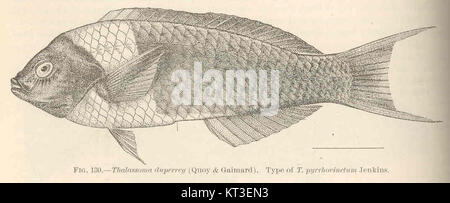 Thalassoma duperrey (Quoy & Gaimard) è una specie di wrasse che si trova nella regione Indo-Pacifico. È spesso identificato dai suoi colori vivaci ed è anche conosciuto come bluehead wrasse, distinto dal simile T. pyrrhovinctum per la sua colorazione unica. Foto Stock