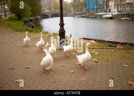 Amsterdam, Paesi Bassi - 16 Novembre 2013 : Goose passeggiando per il marciapiede Foto Stock