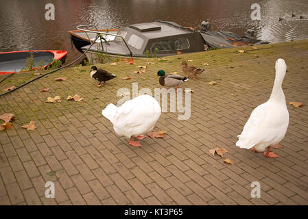 Amsterdam, Paesi Bassi - 16 Novembre 2013 : Goose passeggiando per il marciapiede Foto Stock