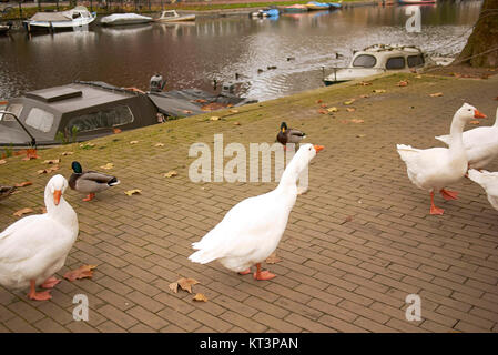 Amsterdam, Paesi Bassi - 16 Novembre 2013 : Goose passeggiando per il marciapiede Foto Stock