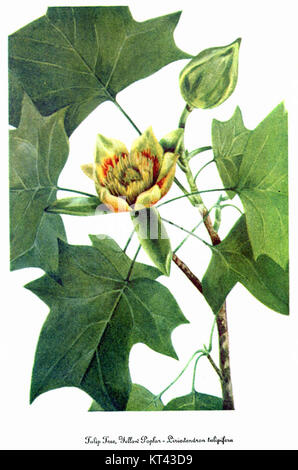 Questa illustrazione botanica di Mary Vaux Walcott raffigura il Liriodendron tulipifera, noto anche come pioppo giallo o tulipani. Si tratta di un grande albero deciduo originario del Nord America orientale, noto per i suoi caratteristici fiori a forma di tulipano e le grandi foglie. Foto Stock
