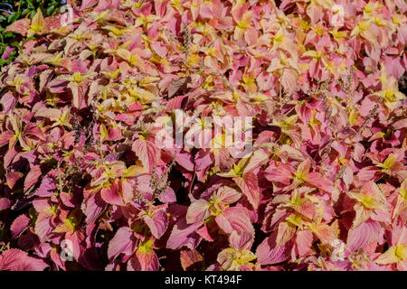 Coleus 'sedona', Solenostemon scutellarioides, crescendo in un giardino botanico in Oklahoma City, Oklahoma, Stati Uniti d'America. Foto Stock