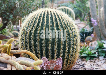 Golden barrel cactus, Echinocactus grusonii, noti anche come Golden ball Foto Stock