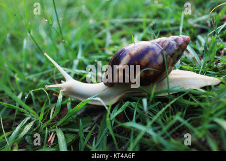 Crawl lumaca attraverso l'erba verde di un giardino Foto Stock