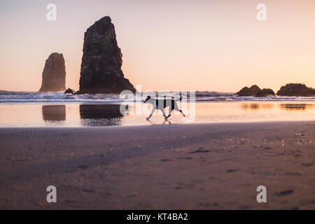 Cane corre lungo la spiaggia al tramonto Foto Stock