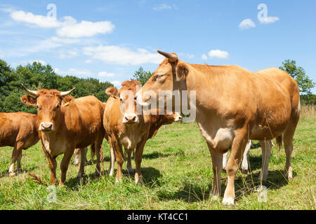 Allevamento di marrone Limousin vacche di manzo, bovini in un verde pascolo estivo in una vista ravvicinata Foto Stock