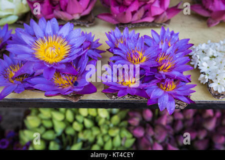 Fiori venduto per essere utilizzato come offerta di fronte al Tempio della Reliquia del Dente di Kandy (Sri Lanka). Foto Stock