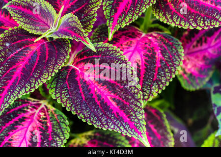 Primo piano di foglie di Coleus (verniciato di ortica, fiamma ortica ) Foto Stock