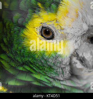 Verde piumaggio di uccelli, Arlecchino Macaw piume, natura sfondo texture Foto Stock