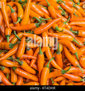 Orange peperoncino, primo piano Foto Stock