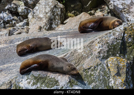 Le foche (Arctocephalus forsteri) colonia in Milford Sound, Parco Nazionale di Fiordland. Southland - Nuova Zelanda Foto Stock