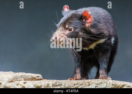 Diavolo della Tasmania close up Foto Stock