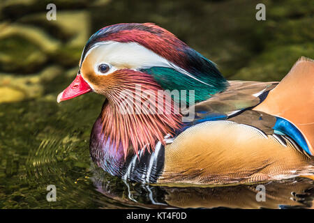 Bel maschio di Anatra di mandarino (Aix galericulata) Foto Stock