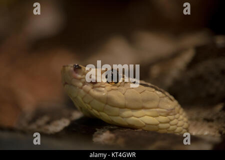 Sud Americana Bushmaster Lachesis muta Foto Stock